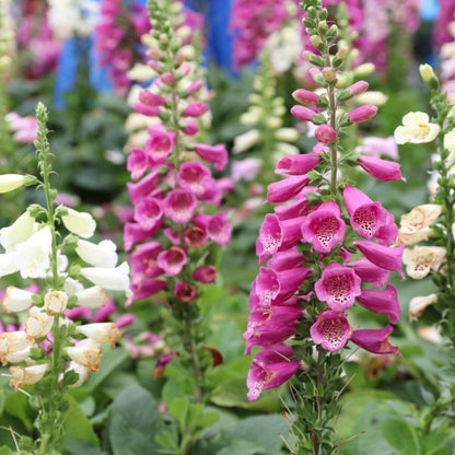 Foxy Mixed Foxglove Seeds