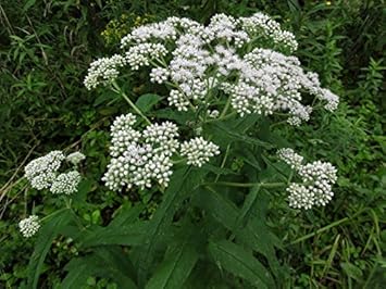 White Eupatorium Perfoliatum Flower seeds for Planting - Vibrant Colors, Heirloom & GMO Free Seeds for Home Garden
 
 Sale seeds for planting in home garden