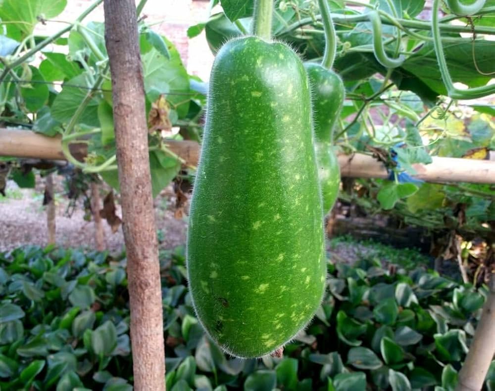 Bottle Gourd Calabash Vegetable Seeds