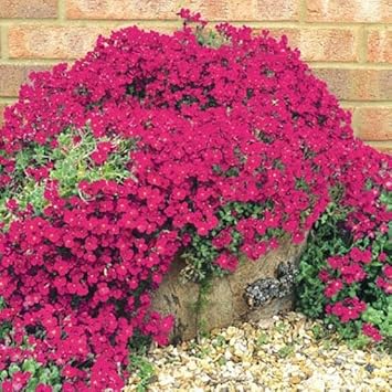 Pink Cascading Flower seeds for Planting - Seasonal Bloomer, Heirloom & GMO Free Seeds for Home Garden
 
 Sale for planting in home garden
