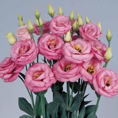 Semillas de flor Eustoma Picotte rosa (Lisianthus) para plantar - Flores brillantes, semillas tradicionales y libres de organismos modificados genéticamente para jardín casero