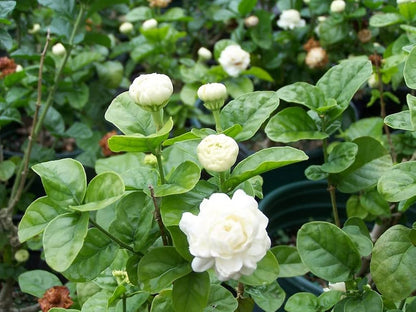 Arabian Jasmine Flower Seeds