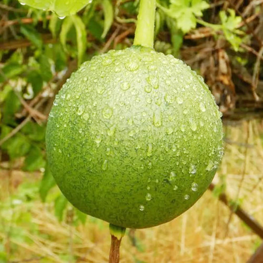 Trichosanthes Kirilowii (Snake Gourd) Vegetable Seeds for Planting – Heirloom, Non-GMO, Easy to Grow