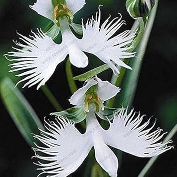 White Egret Orchid Flower seeds for Planting - Hardy Variety, Heirloom & GMO Free Seeds for Home Garden
 
 Sale seeds for planting in home garden