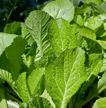 Mustard Green Vegetable Seeds for Planting – Heirloom, Non-GMO, Easy to Grow, Edible Greens