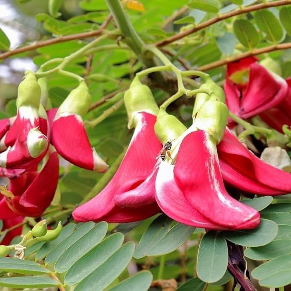 Sesbania Grandiflora Flower Seeds