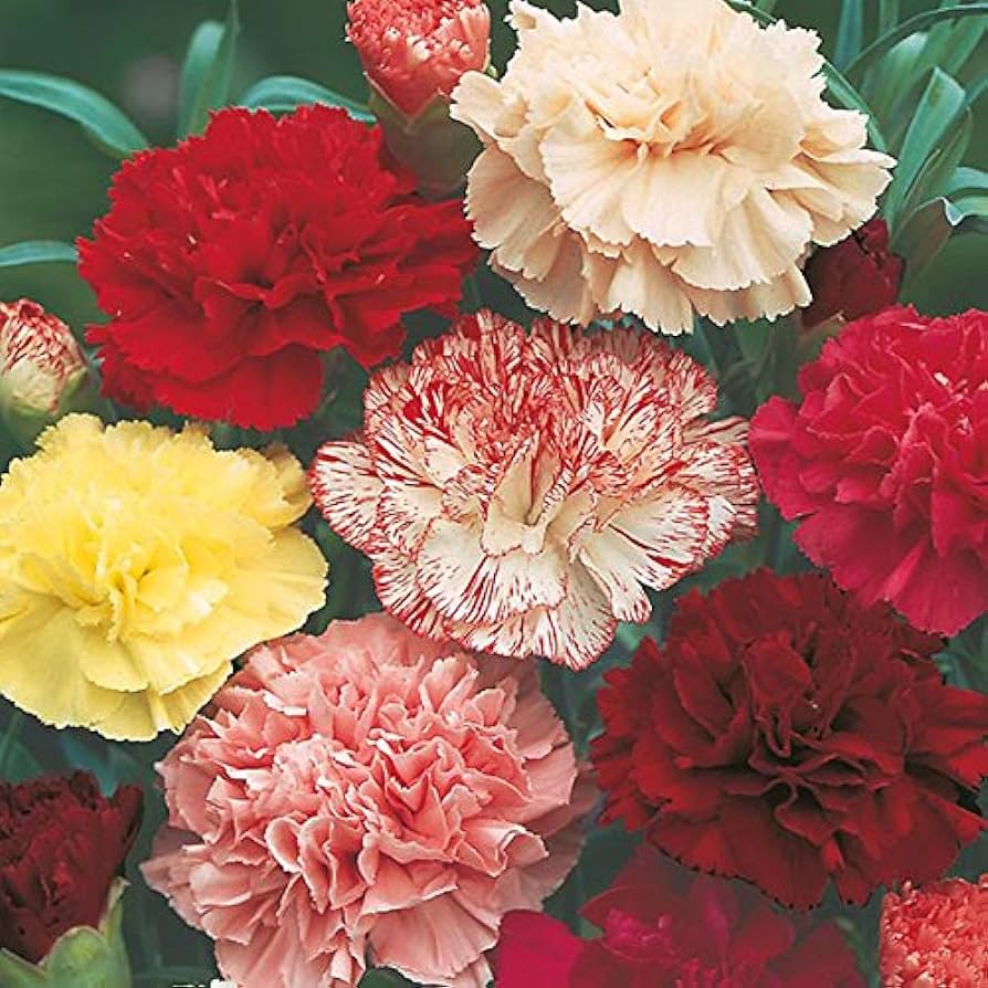 Semillas de flores de clavel