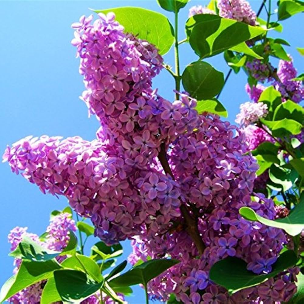 Japanese Tree Purple Lilac Flower Seeds