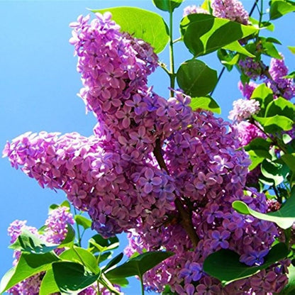 Japanese Tree Purple Lilac Flower Seeds