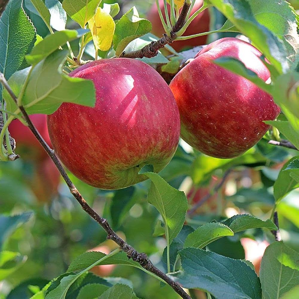 Fuji Apple Fruit Seeds
