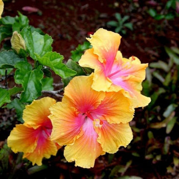 Tropical Yellow Pink Hibiscus Flower Seeds