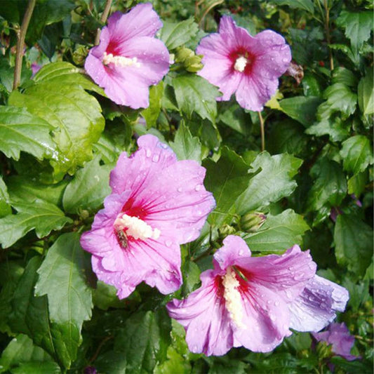 Mixed Colors Rose Mallow Hibiscus Moscheutos Flower Seeds