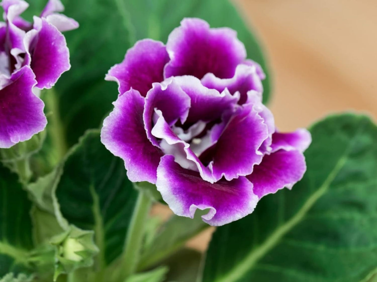 Violet Gloxinia Flower seeds for Planting Wildflower Mix Heirloom & GMO Free Seeds for Home Garden
 
 Sale seeds for home garden planting
