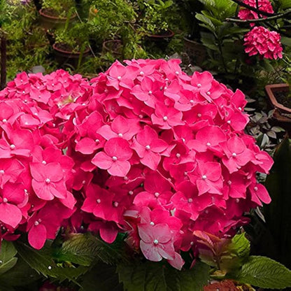 Pink Hydrangea Shrub Seeds for Planting – Heirloom, Non-GMO, Easy to Grow, Shrub