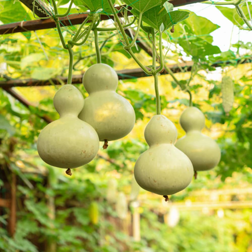 Hardshell Gourd (Lagenaria siceraria) Vegetable Seeds for Planting – Heirloom, Non-GMO, Durable Shell, Easy to Grow