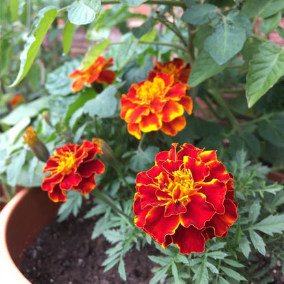 Meroon Tagetes Patula Flower Seeds for Planting - Vibrant Annual Marigolds for Your Garden