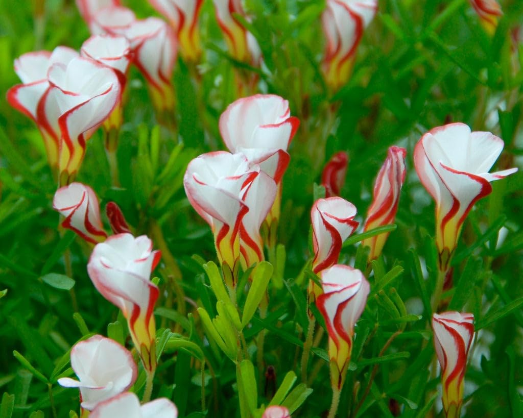 Orange Oxalis Versicolor Flower seeds for Planting - Premium Quality, Heirloom & GMO Free Seeds for Home Garden
 
 Sale seeds for planting in home garden