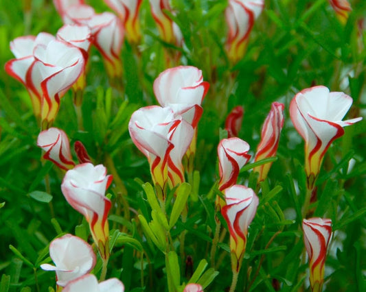 Orange Oxalis Versicolor Flower seeds for Planting - Premium Quality, Heirloom & GMO Free Seeds for Home Garden
 
 Sale seeds for planting in home garden