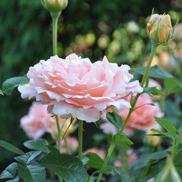 Climbing Polka Rose - Vibrant Peach and Cream Climbing Rose Bush for Your Garden