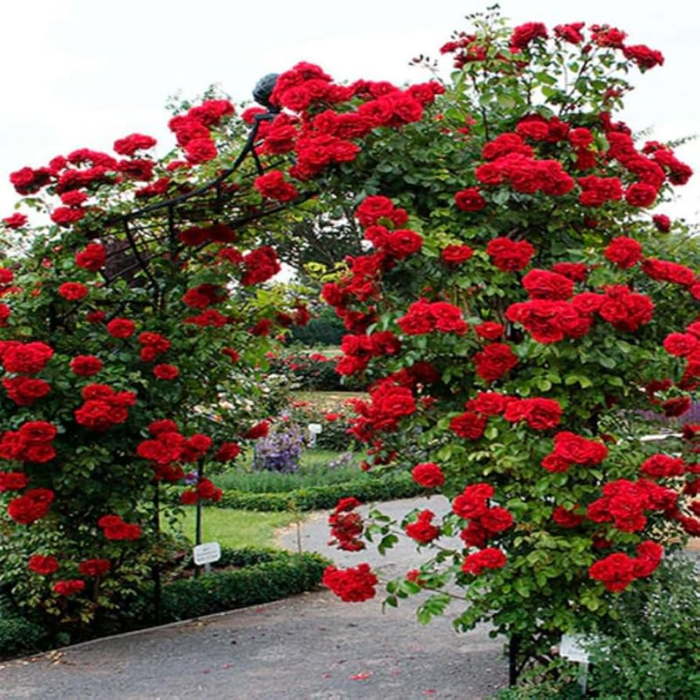 Don Juan Climbing Rose - Vibrant & Fragrant Red Roses for Trellises
