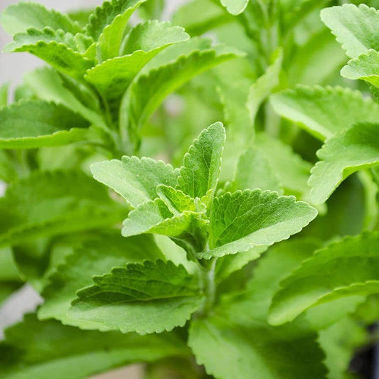 Stevia Kräutersamen