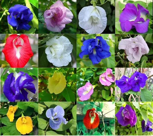 Mix Ternatea Flower seeds for Planting - Hardy Variety, Heirloom & GMO Free Seeds for Home Garden