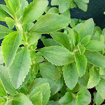 Stevia Kräutersamen