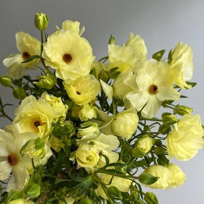 Yellow Lisianthus Flower seeds for Planting - Cottage Garden Essential, Heirloom & GMO Free Seeds for Home Garden
