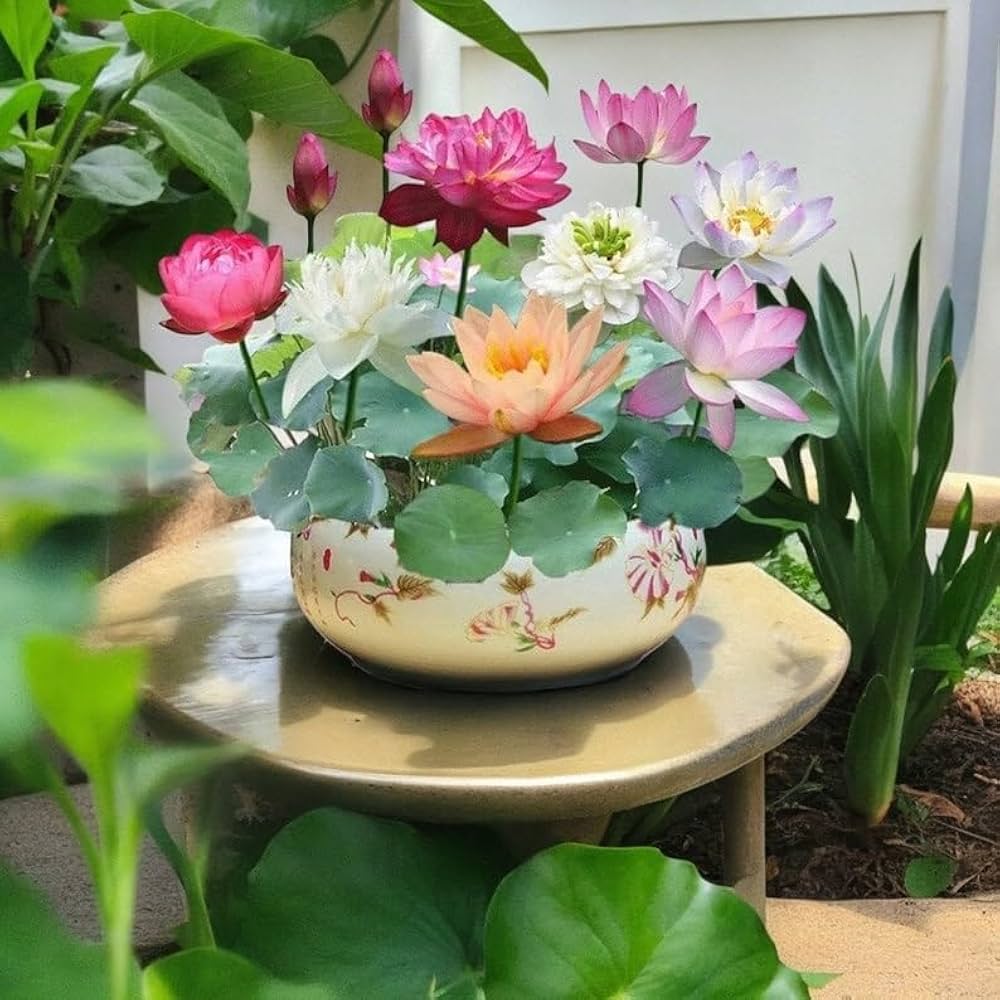 Mini Dwarf Lotus Seeds (Bowl Lotus) – Compact Aquatic Plant for Small Ponds & Containers