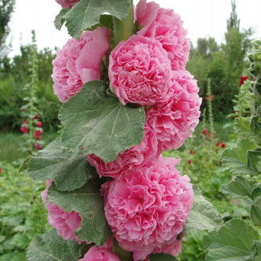 Double Hollyhock Flower Seeds
