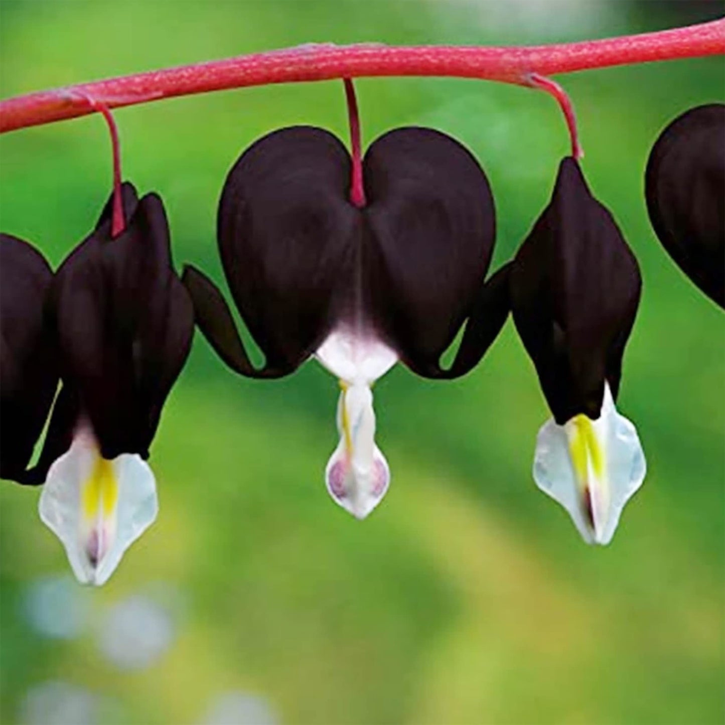 Black Bleeding Heart Flower Seeds