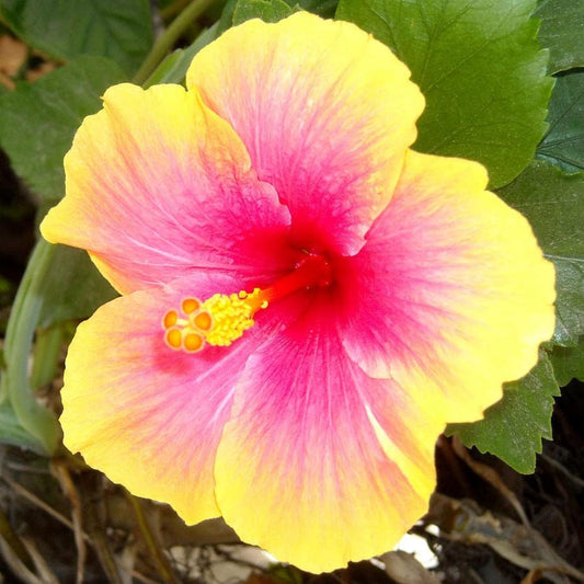 Tropical Yellow Pink Hibiscus Flower Seeds