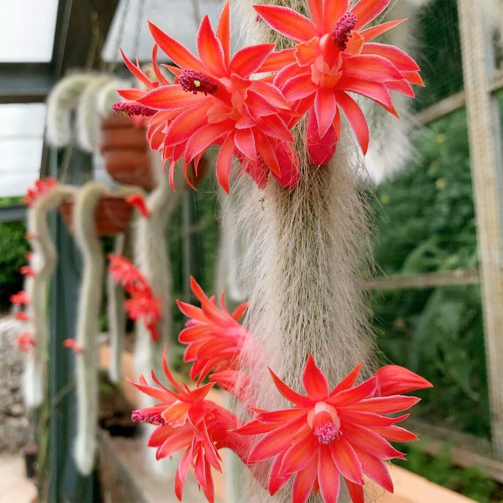 Hildewintera Cleistocactus Seeds