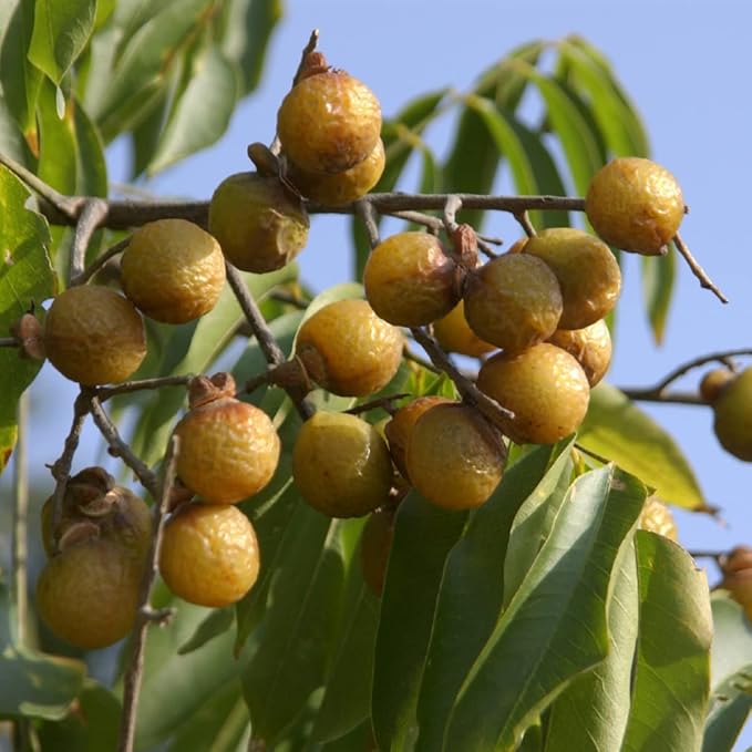 Sapindus Mukorossi (Soapberry) Plant Seeds for Planting – Heirloom, Non-GMO, Medicinal, Perennial