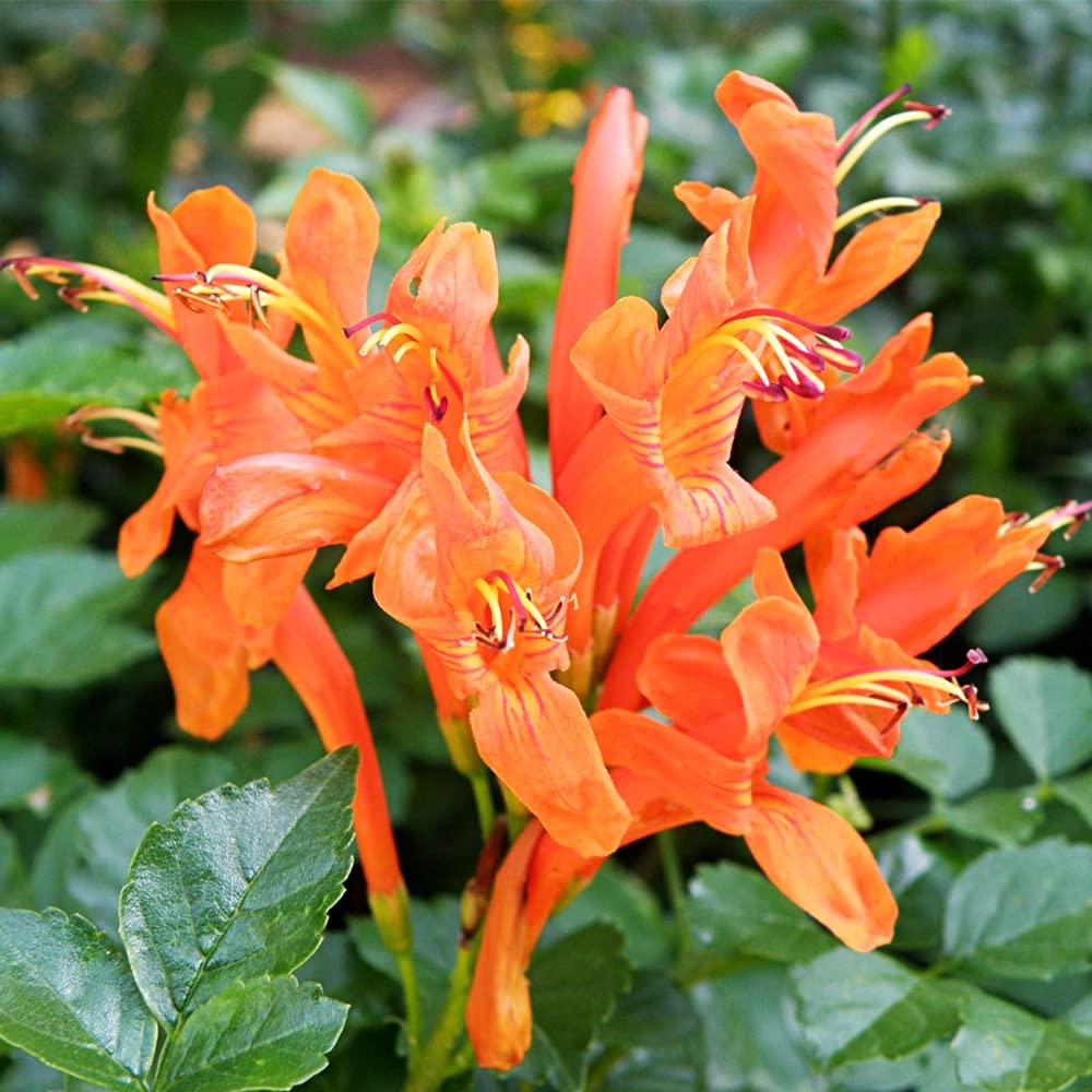 Orange Honeysuckle Flower Seeds