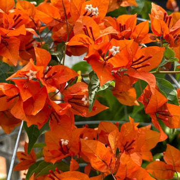 Bougainvillea Orange Flower seeds for Planting - Cottage Garden Essential, Heirloom & GMO Free Seeds for Home Garden