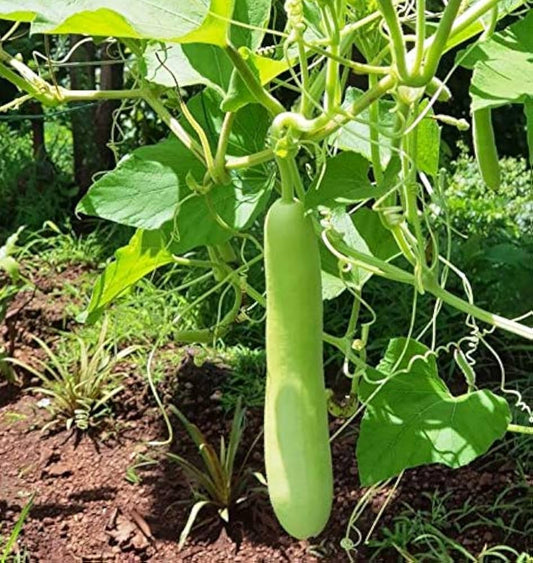 Mottled Bottle Gourd Vegetable Seeds for Planting – Heirloom, Non-GMO, Easy to Grow, Decorative
