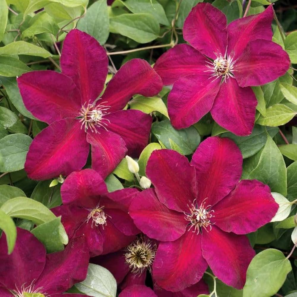 Clematis Burgundy Flower seeds for Planting - Low Maintenance, Heirloom & GMO Free Seeds for Home Garden