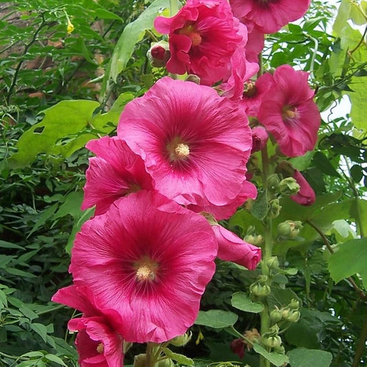 Pink Hollyhock Flower Seeds