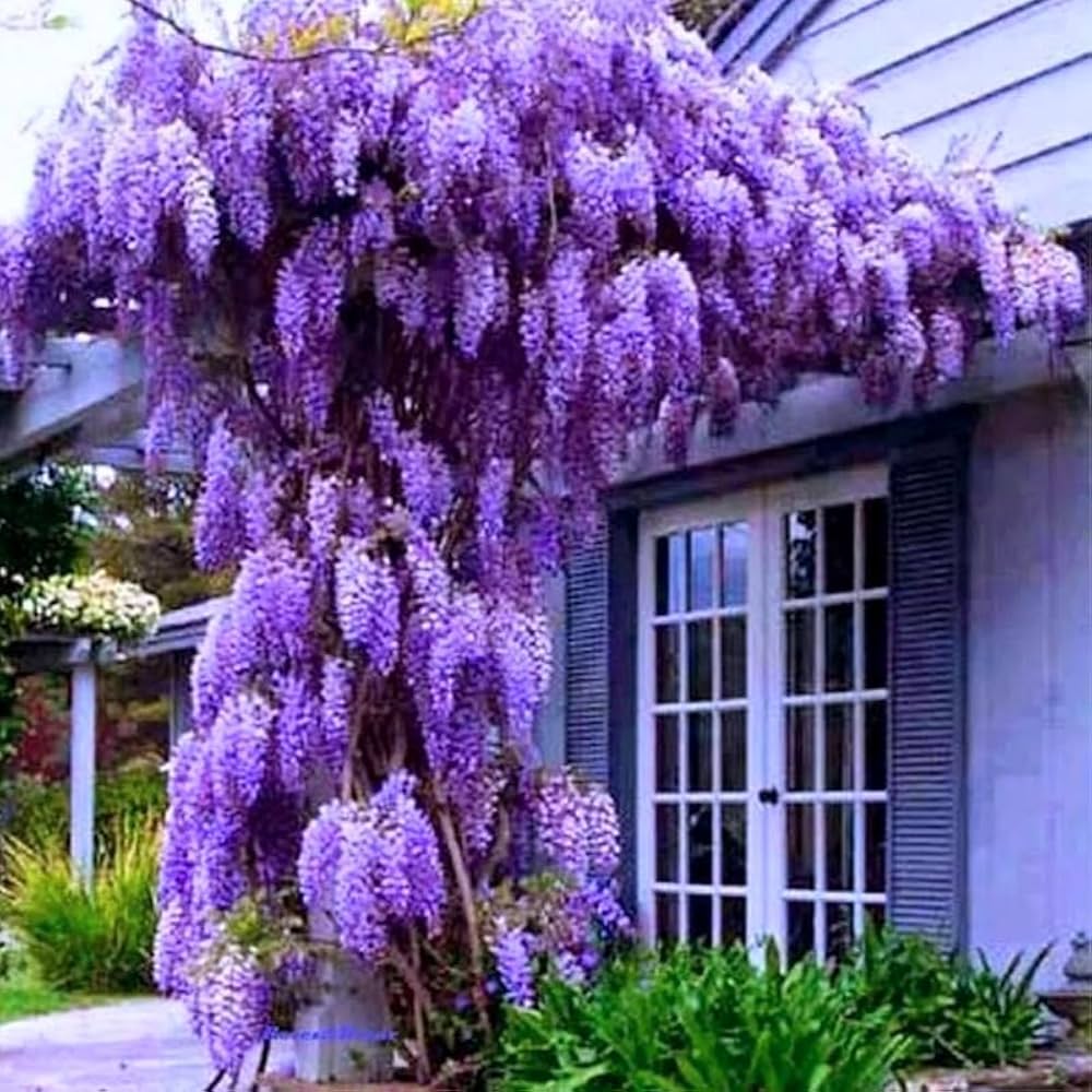 Violet Wisteria Flower seeds for Planting - Vibrant Colors, Heirloom & GMO Free Seeds for Home Garden