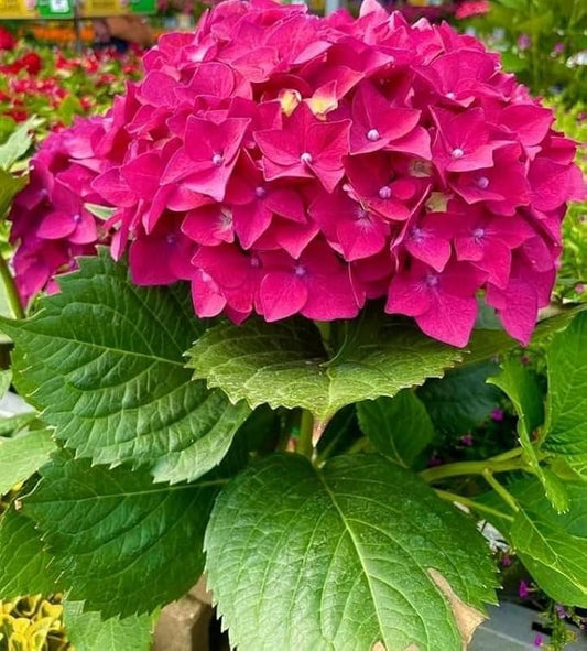 Deep Pink Hydrangea Flower seeds for Planting - Perfect for Borders, Heirloom & GMO Free Seeds for Home Garden