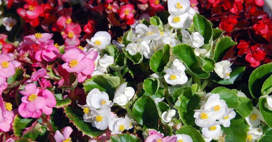 Mixed Begonia Flower seeds for Planting - Long Bloom Season, Heirloom & GMO Free Seeds for Home Garden
 
 Sale for planting in home garden