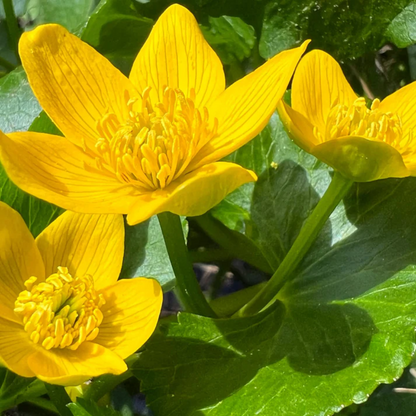 swamp marigold seeds Swamp Marigold Flower Seeds for Planting – Heirloom, Non-GMO, Easy to – Pure Asia Seeds