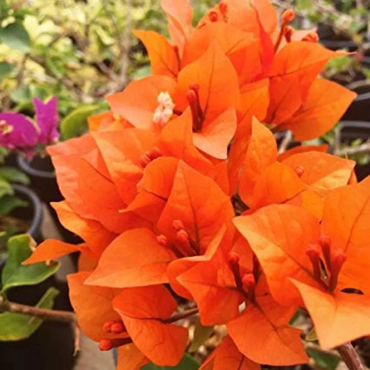 Bougainvillea Orange Flower seeds for Planting - Cottage Garden Essential, Heirloom & GMO Free Seeds for Home Garden