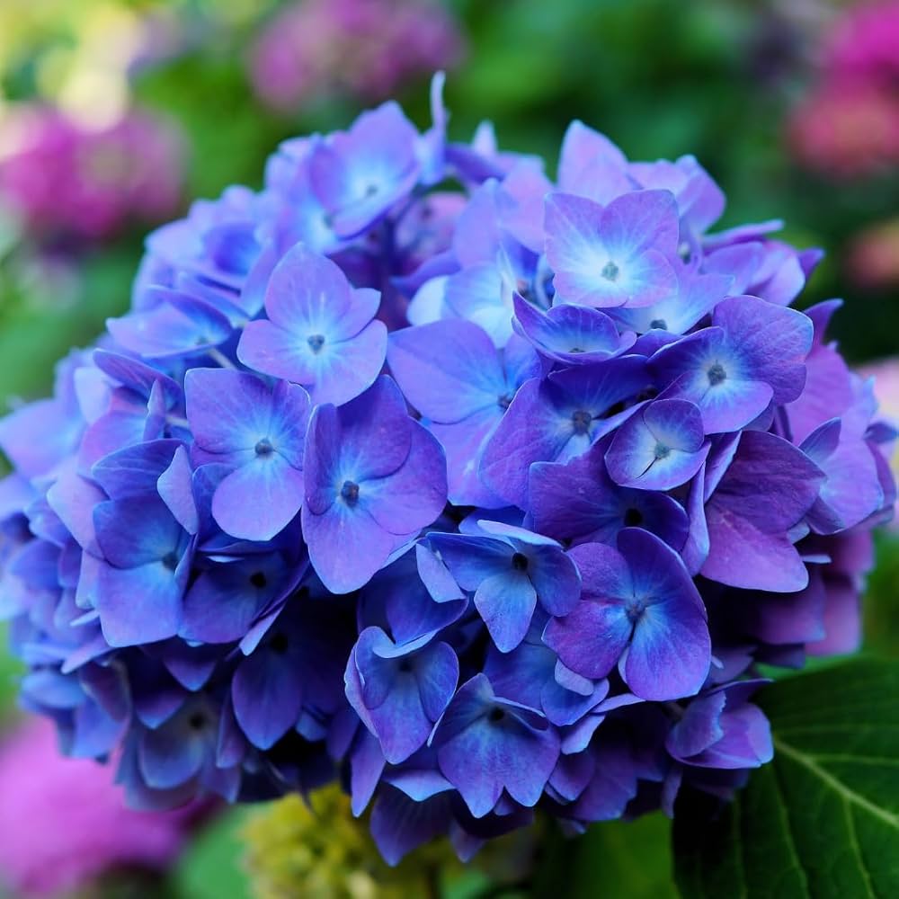 Sky Blue Hydrangea Seeds For Vibrant Flower Planting