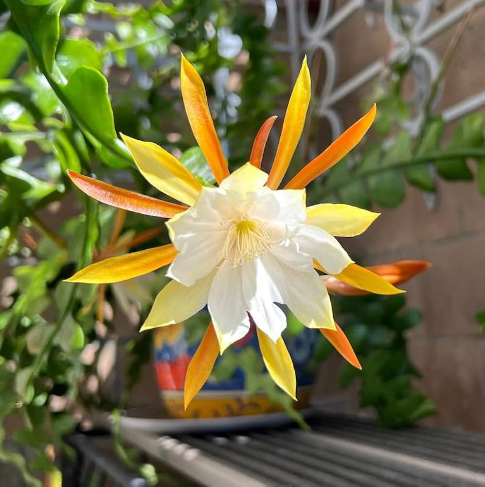 Epiphyllum Anguligar Flower seeds for Planting Sun Loving Heirloom & GMO Free Seeds for Home Garden 
 
 Sale