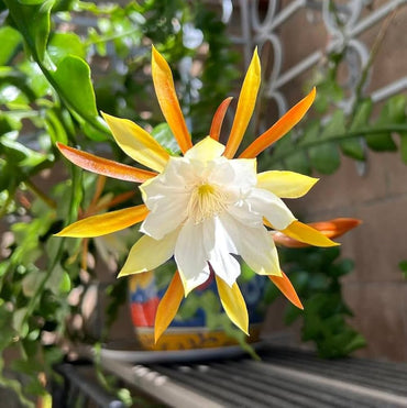 Epiphyllum Anguligar Flower seeds for Planting Sun Loving Heirloom & GMO Free Seeds for Home Garden 
 
 Sale