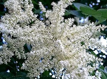 White Sumac Flower seeds for Planting - Drought Tolerant, Heirloom & GMO Free Seeds for Home Garden
 
 Sale seeds for planting in home garden