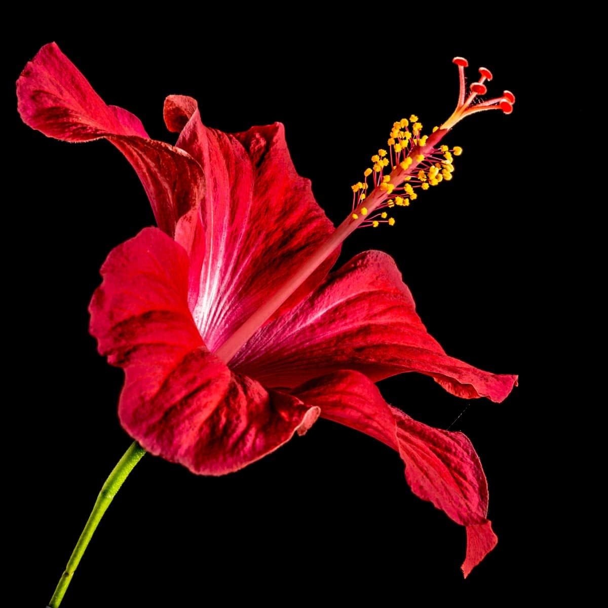 Hibiscus Flower seeds for Planting - Sun Loving, Heirloom & GMO Free Seeds for Home Garden
 
 Sale for planting in home garden.