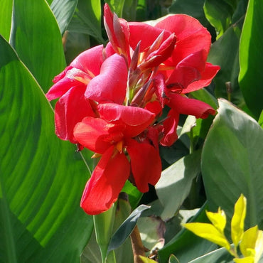 Red Canna Lily Flower Seeds